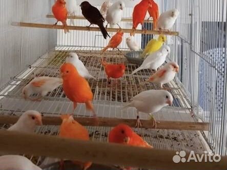 Кенара и канарейки