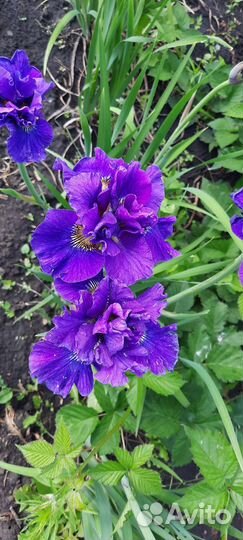 Ирис сибирский