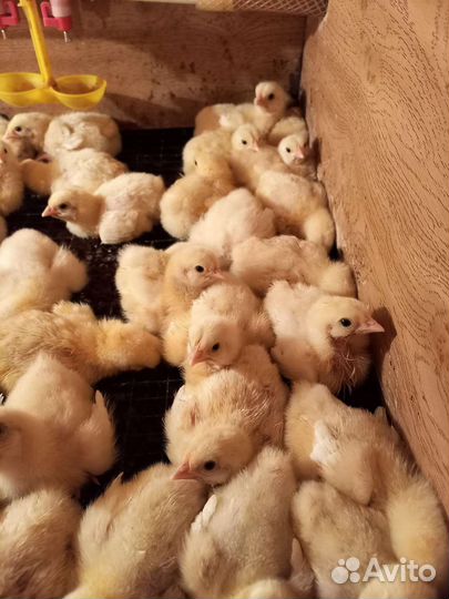 Бройлер Кобб 500