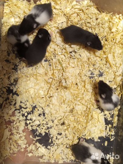 Сирийские хомячки малыши