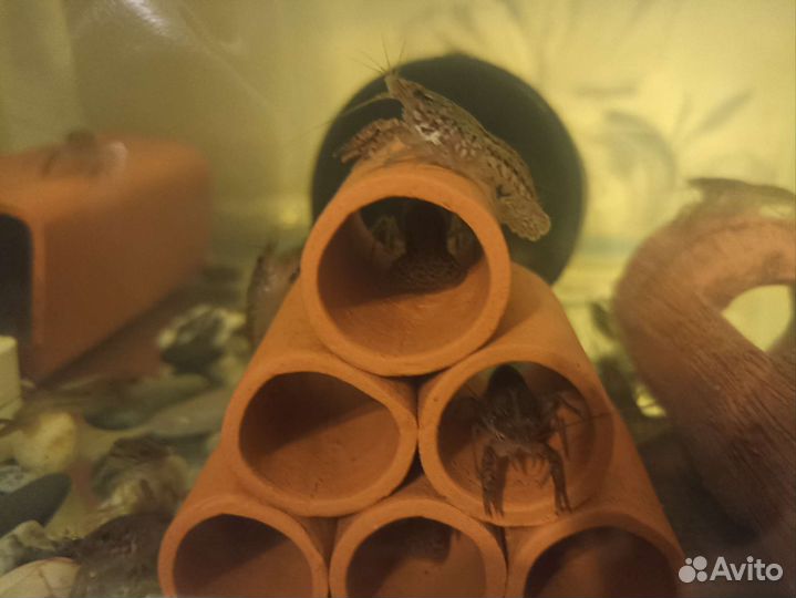 Мраморный рак