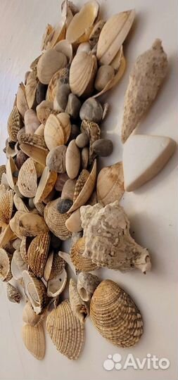 Морские ракушки раковины камушки