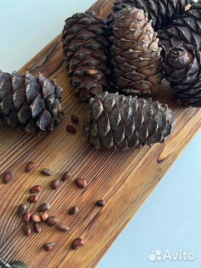 Орех кедровый урожай 2023