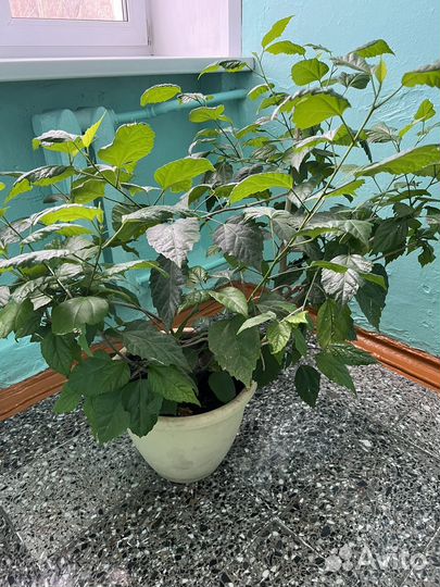 Гибискус китайская роза