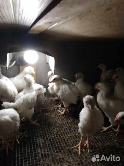 Цыплята 2 месяца
