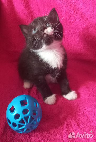 Котенок девочка в добрые руки