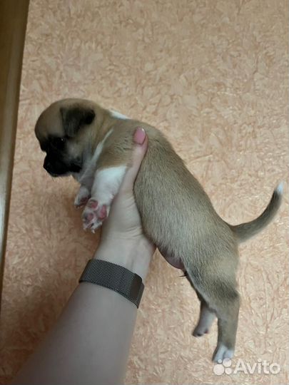 Щенки чихуахуа