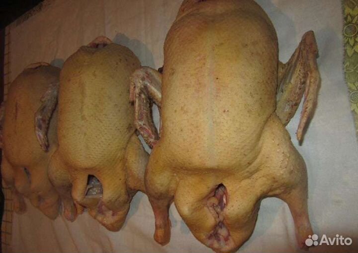 Мясо домашней птицы. Утка, гусь, индюк, бройлер