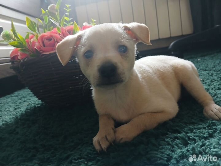 Отдам бесплатно в добрые руки