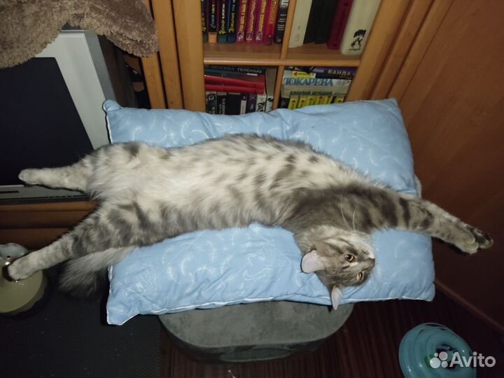 Домашние животные