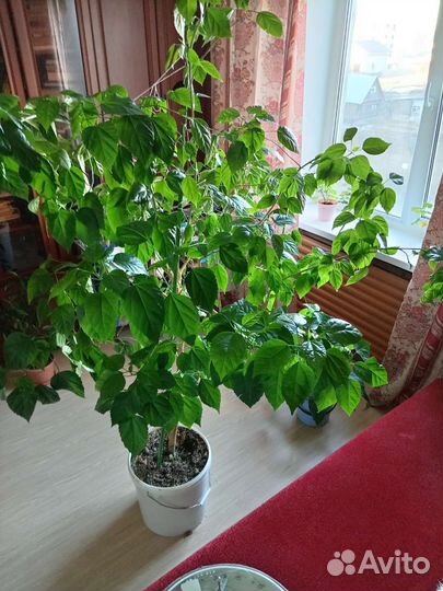 Гибискус китайская роза