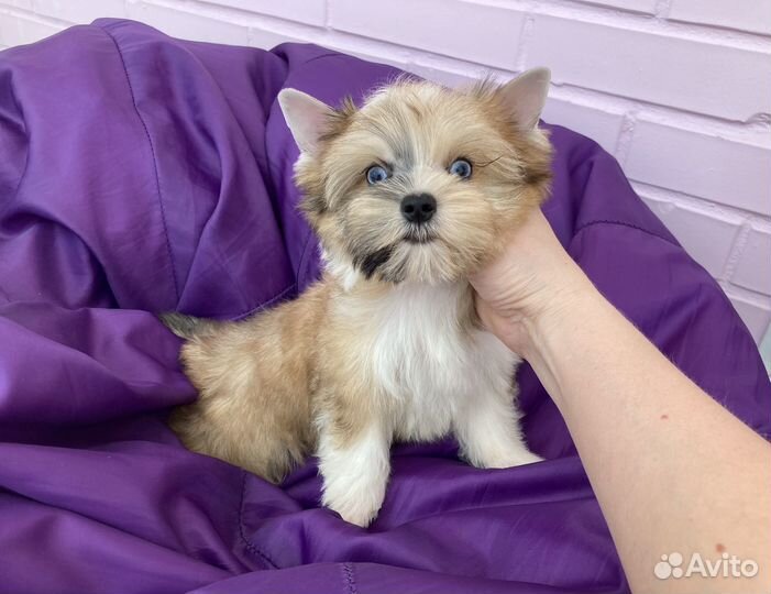 Золотой йорк с синими глазами мальчик