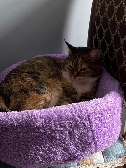 Лежанка для животных пошив на заказ