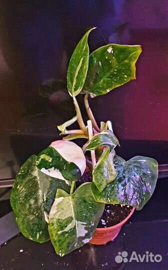 Фидодендрон Вайт Принцесс