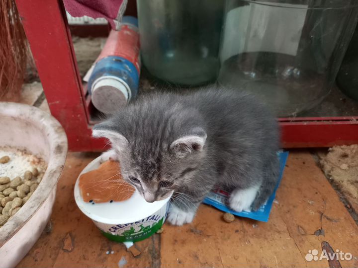 Котята в добрые руки