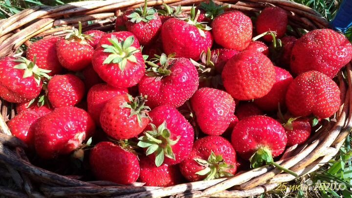 Клубника,рассада