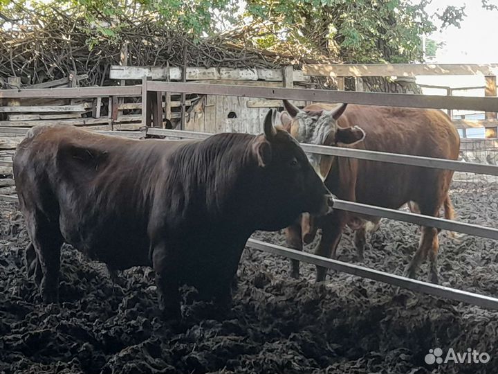 Быки на мясо