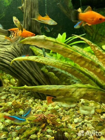 Аквариумные рыбки