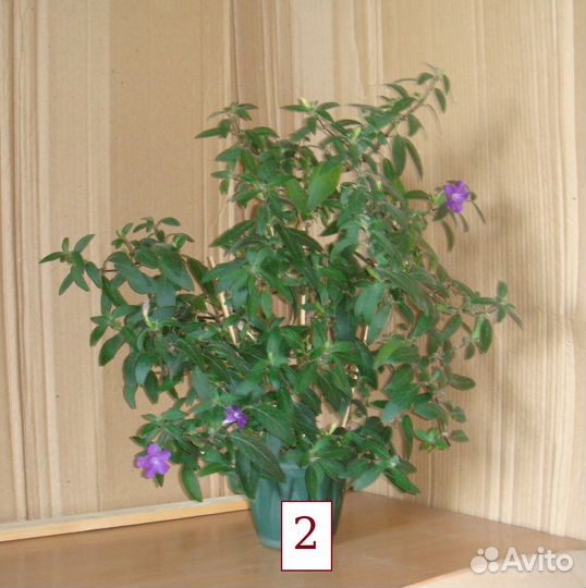 Руэллия сиреневая