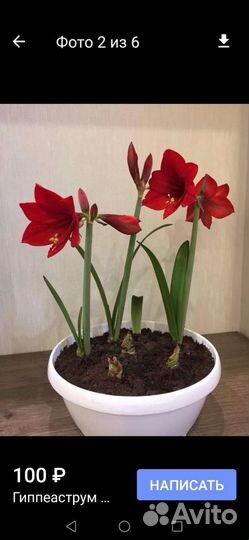 Гиппеаструм красный