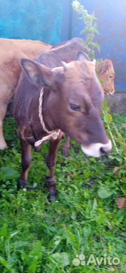 Кобыла тёлочка