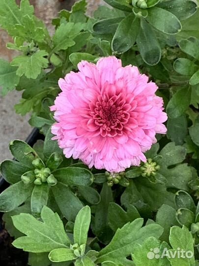 Хризантема