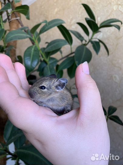 Дегу малыши