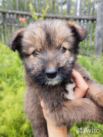 Замечательные щенки