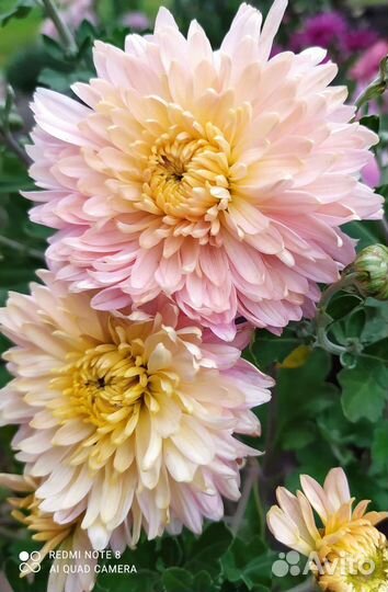 Хризантемы