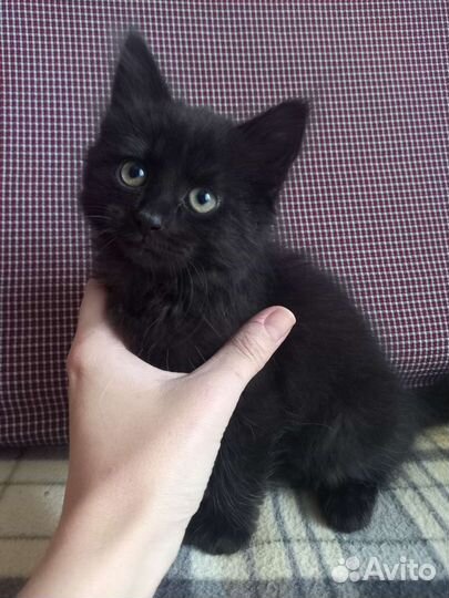 Котята бесплатно