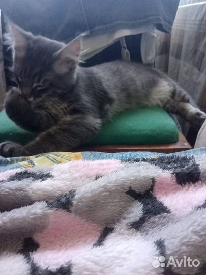 Бесплатно Котик мейн-кун