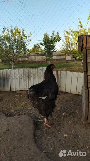 Молодые петушки - 6 мес (совмест.содержание пород)