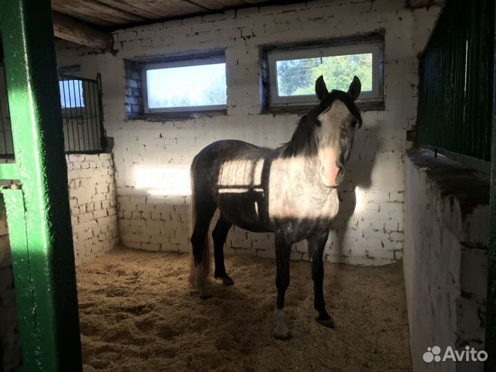 Постой для лошадей