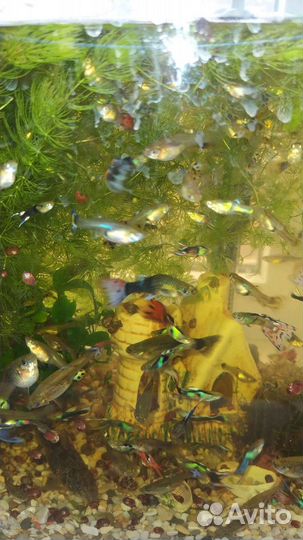 Аквариумные рыбки гуппи