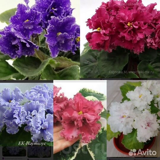 Фиалка детки набором