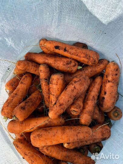 Морковь оптом