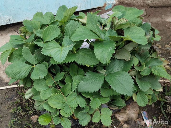 Рассада клубники,помидора,перца,огурцов