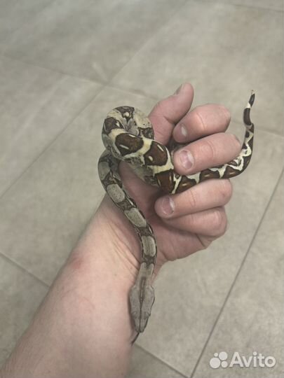 Императорский удав