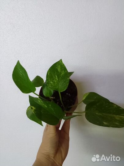 Сциндапсус