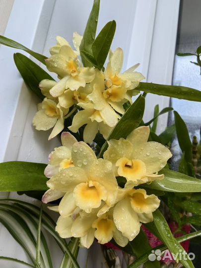 Орхидея дендробиум