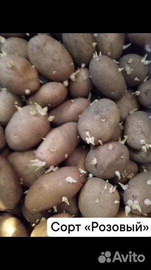 Семенной картофель