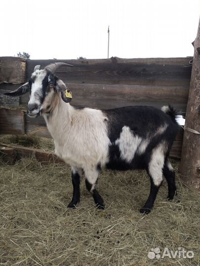 Продам козу