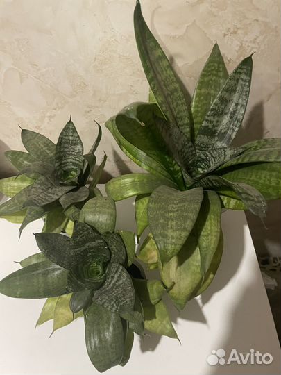 Сансевиерия, Щучий хвост, Тещин язык