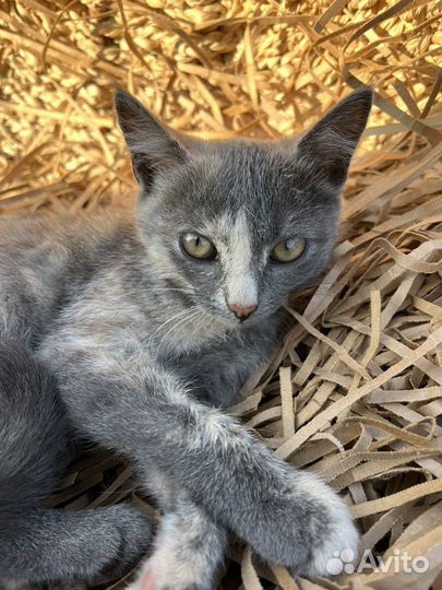 Котенок в добрые руки