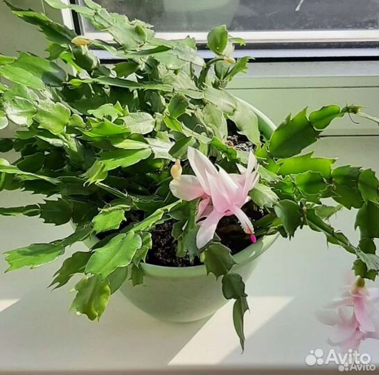 Декабрист шлюмбергера