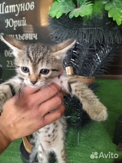 Котята ждут вас