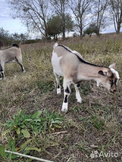 Козочка и козлик