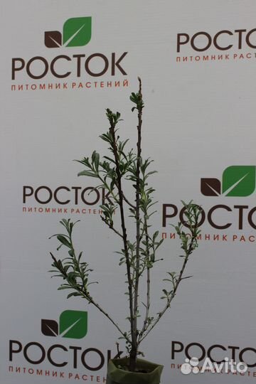 Саженцы облепиха Эссель