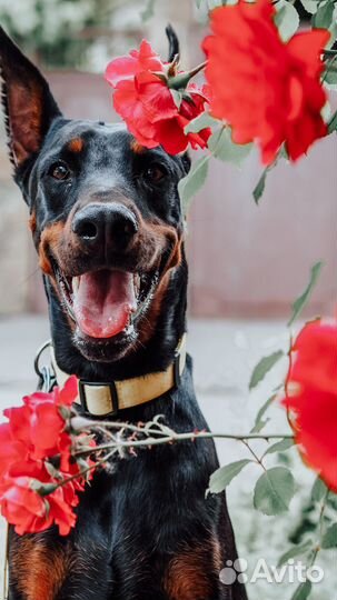 Доберман для фотосессии