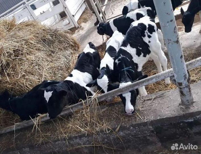 Телята бычки